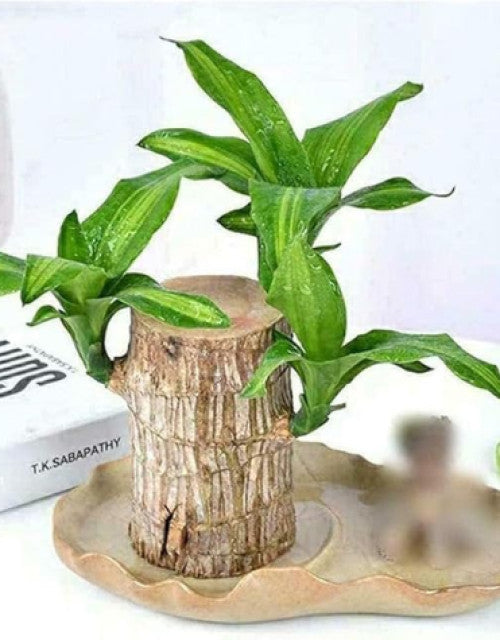 Green Lucky Brazil Wood Plant ( Pack Of 2 )