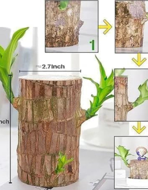 Green Lucky Brazil Wood Plant ( Pack Of 2 )